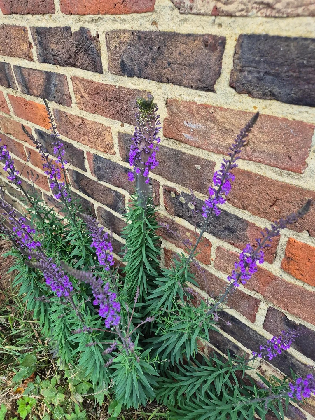 purple-toadflax_liked by toadflax brocade moth.jpeg