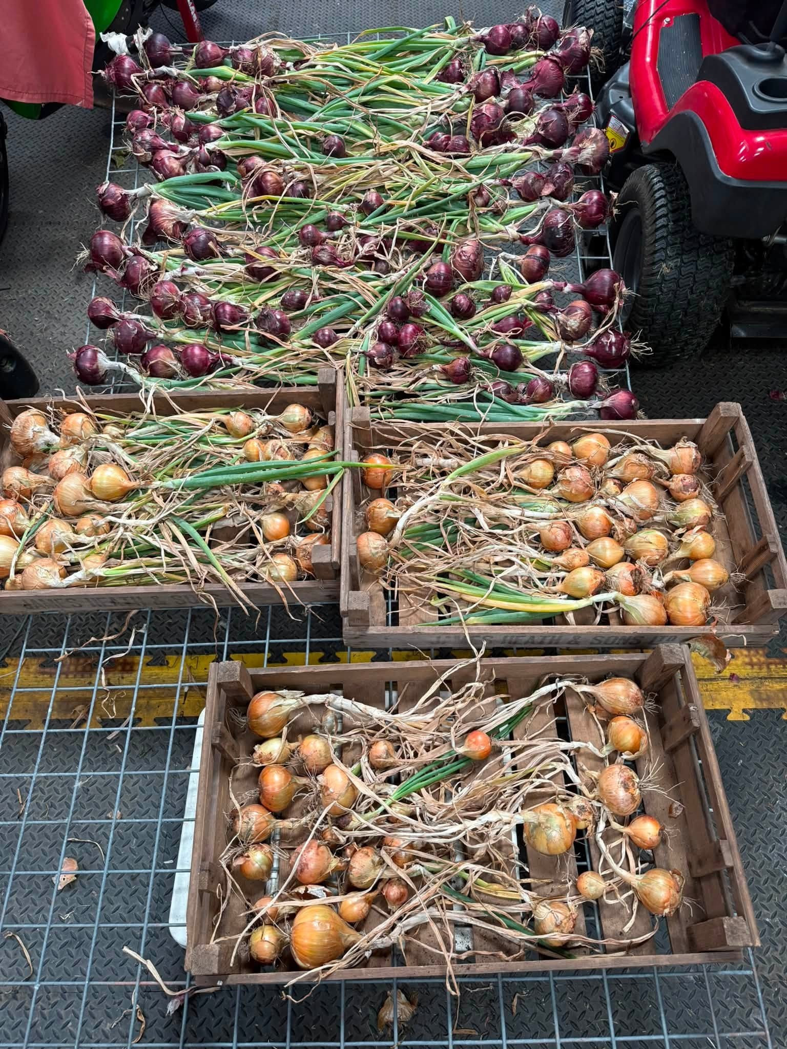 Onions.jpg