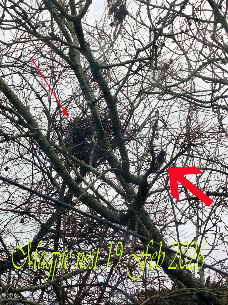 magpie-nest-feb-2026.jpg