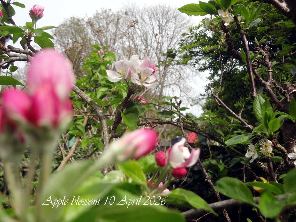 apple-blossom1-april-2026.jpg