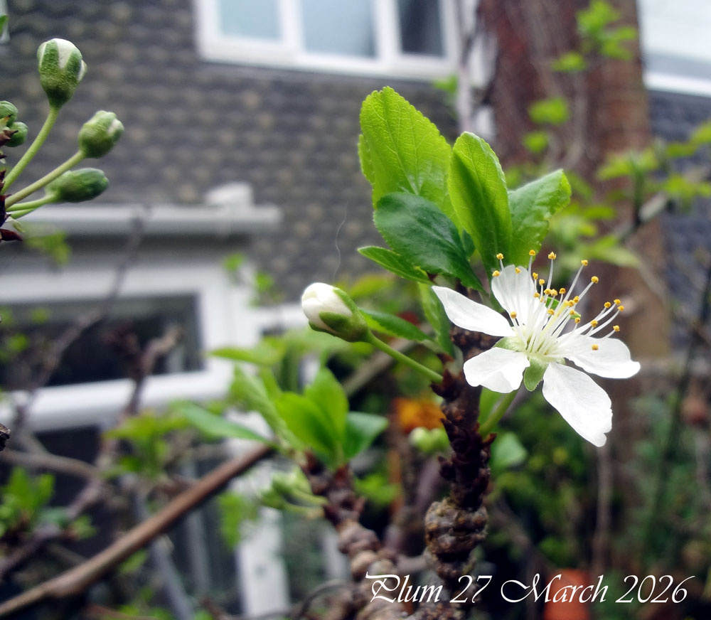 plum-flower-march-2026.jpg