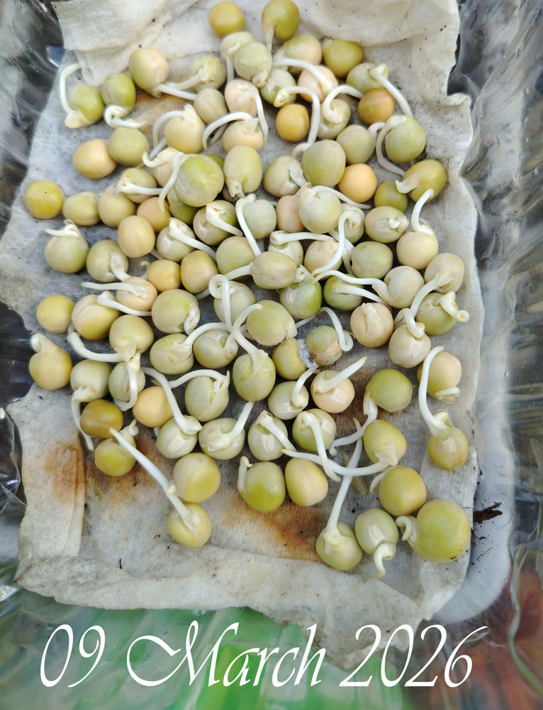 Peas-sprouted-09-march-2026.jpg