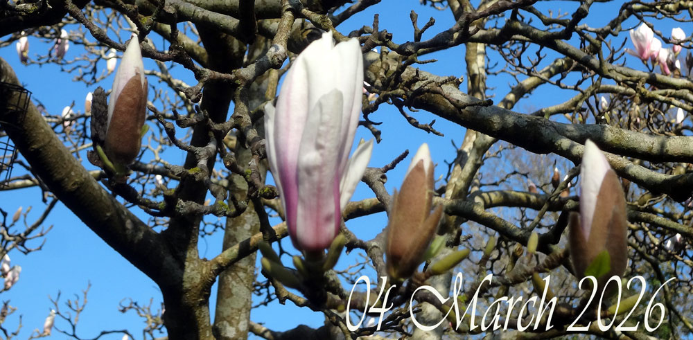 magnoilia-flowe-march-2026.jpg