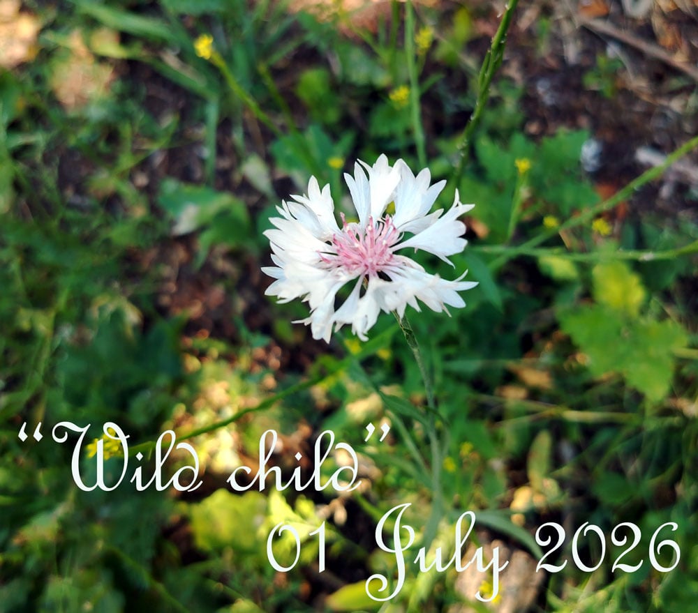 cornflower-july-2026.jpg