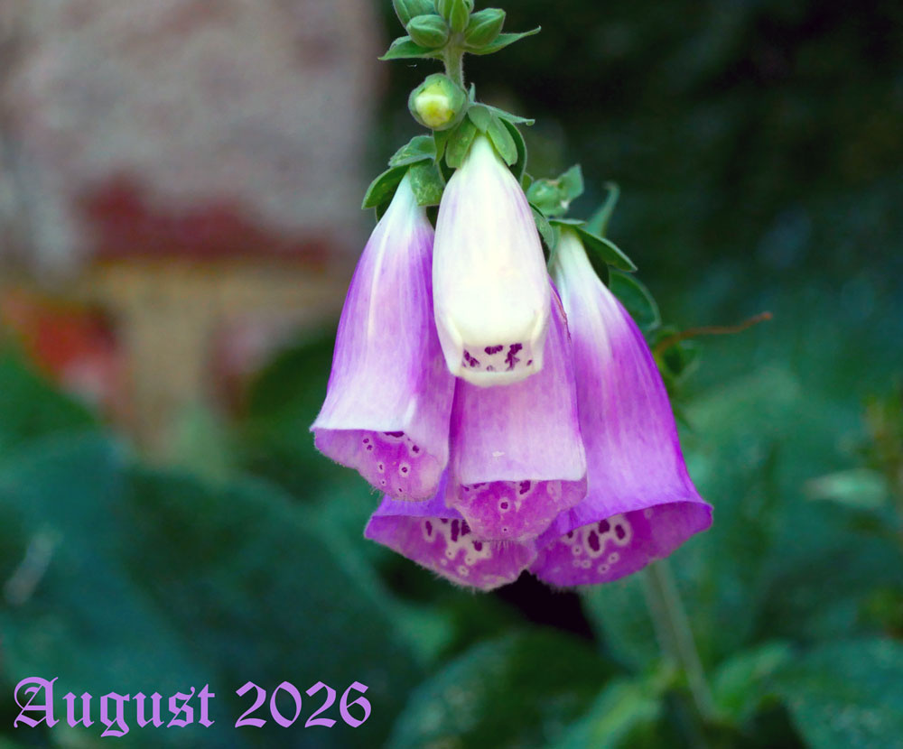 foxgloves-aug-2026.jpg
