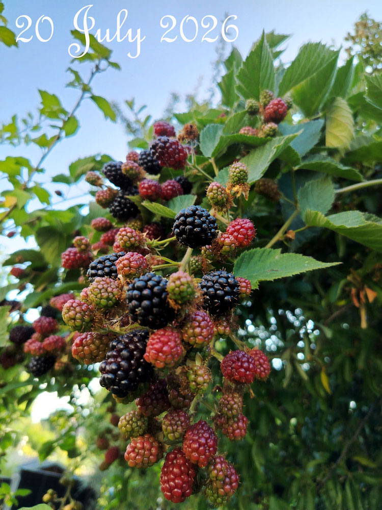 blackberry-july-2026.jpg