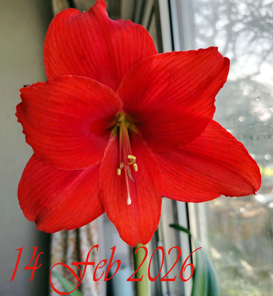 Amaryliss-Feb-26.jpg