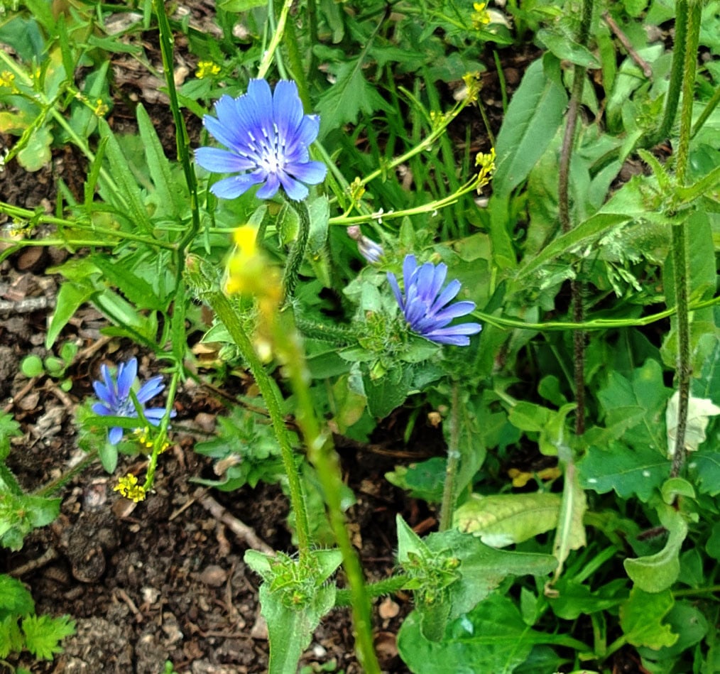 blue-flowers-June-2026.jpg