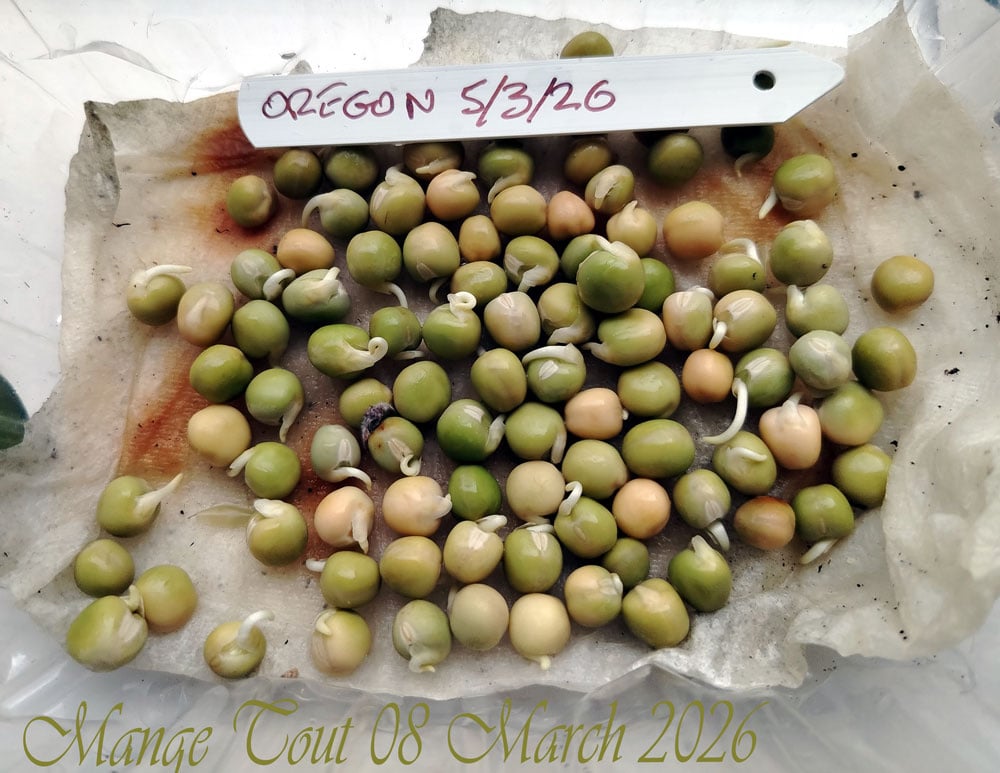 Peas-sprouted-march-2026.jpg