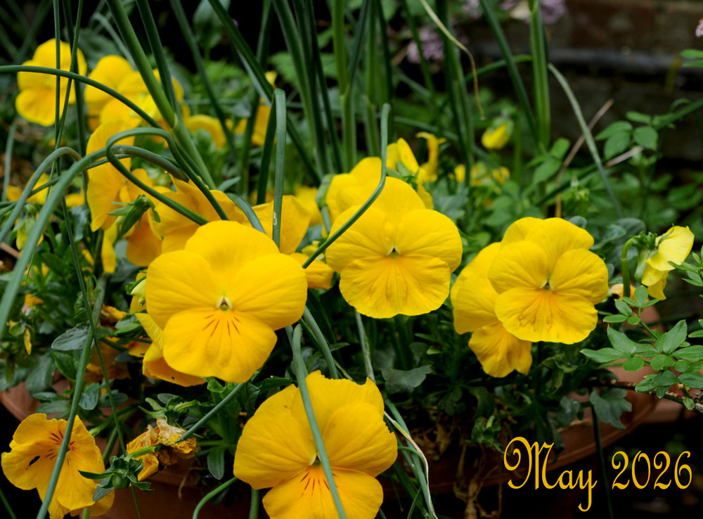pansies-may-2026.jpg
