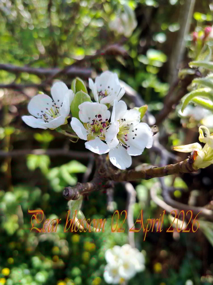 Pear-blossom-april-2026.jpg