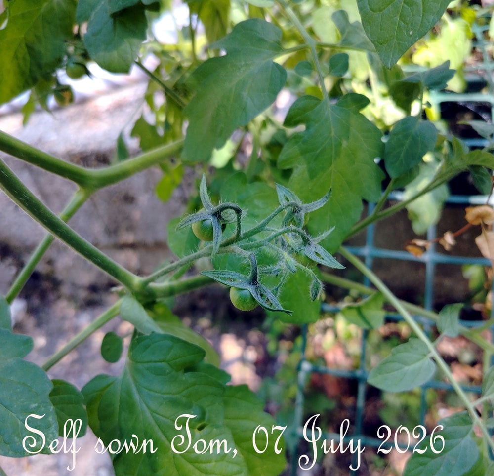 Tom-self-sown-july-2026.jpg