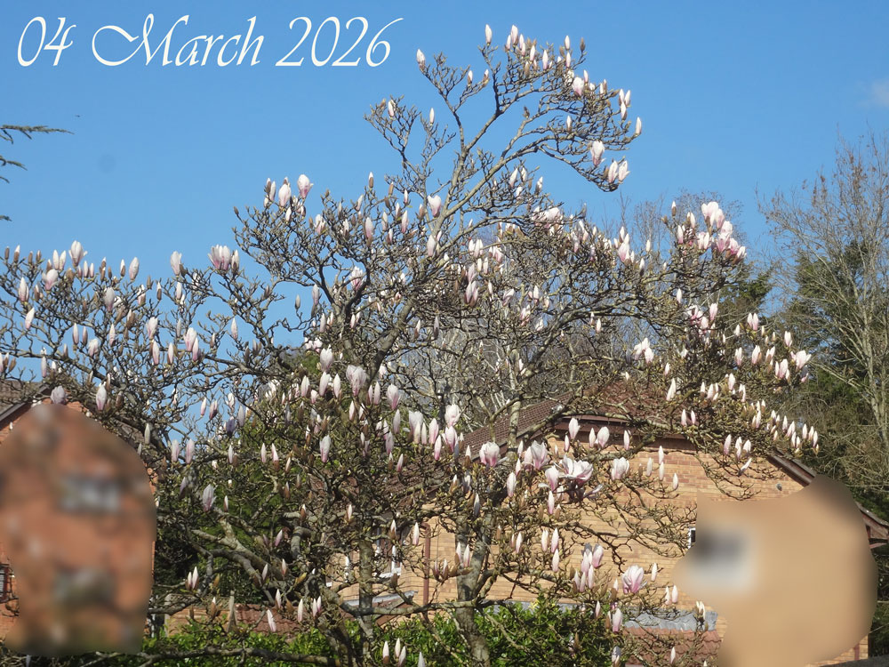 magnoilia-tree-march-2026.jpg