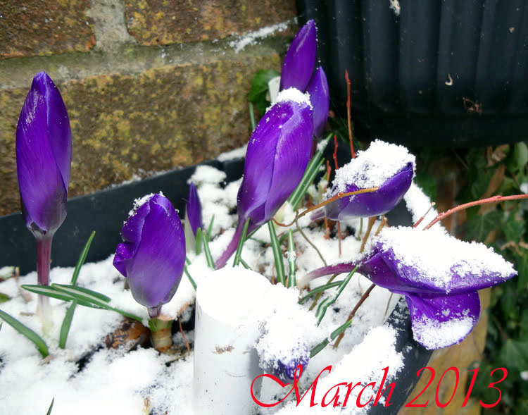 crocus-in-snow-2013.jpg