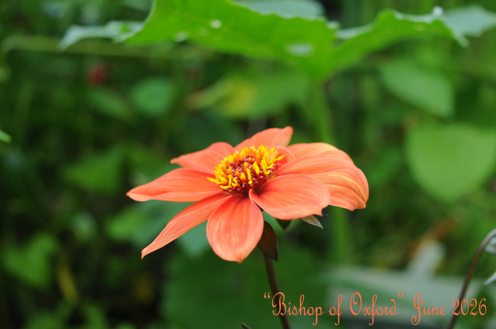 dahlia-bishop-oxford-june-2.jpg