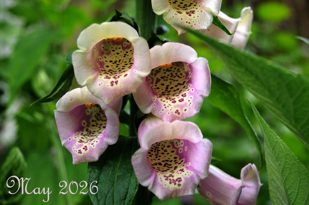 foxgloves01-may-2026.jpg