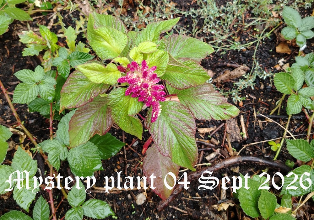 mystery-plant-sept-2026.jpg