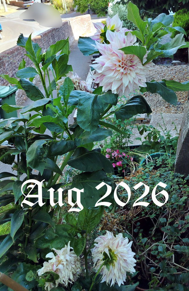 Dahlia-CafeA-Aug-2026.jpg