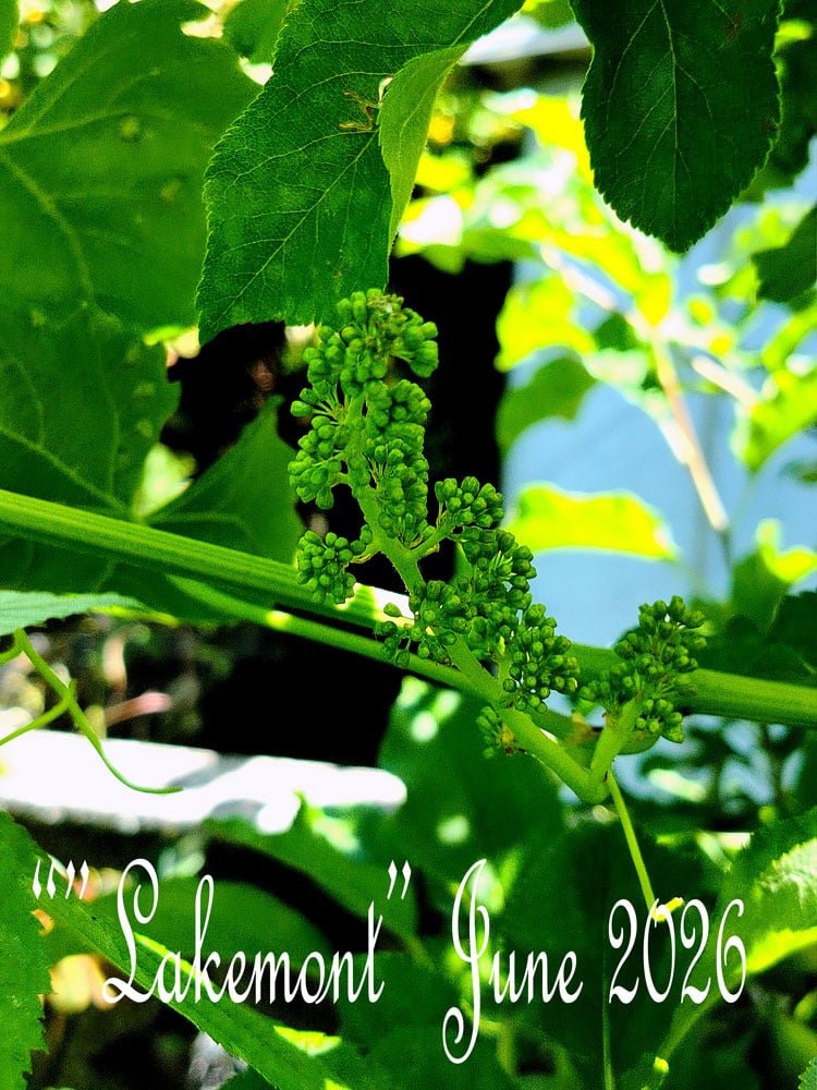 Grapes-June-2026.jpg