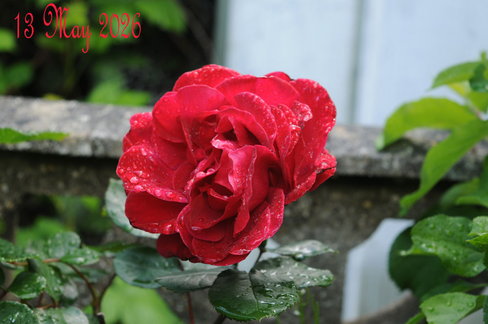 red-rose-May-2026.jpg