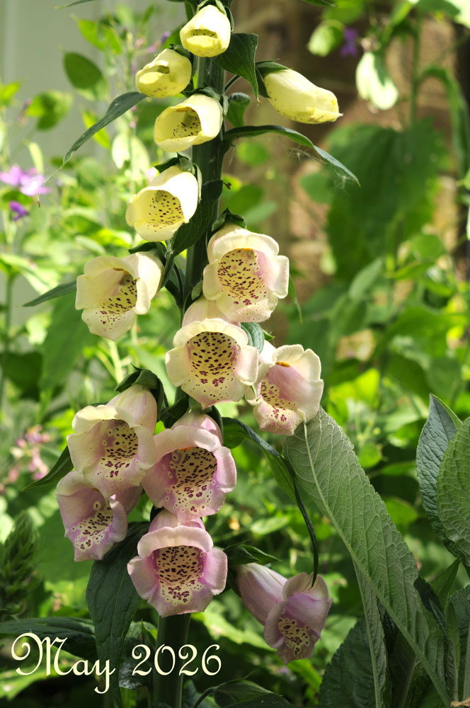 foxgloves02-may-2026.jpg