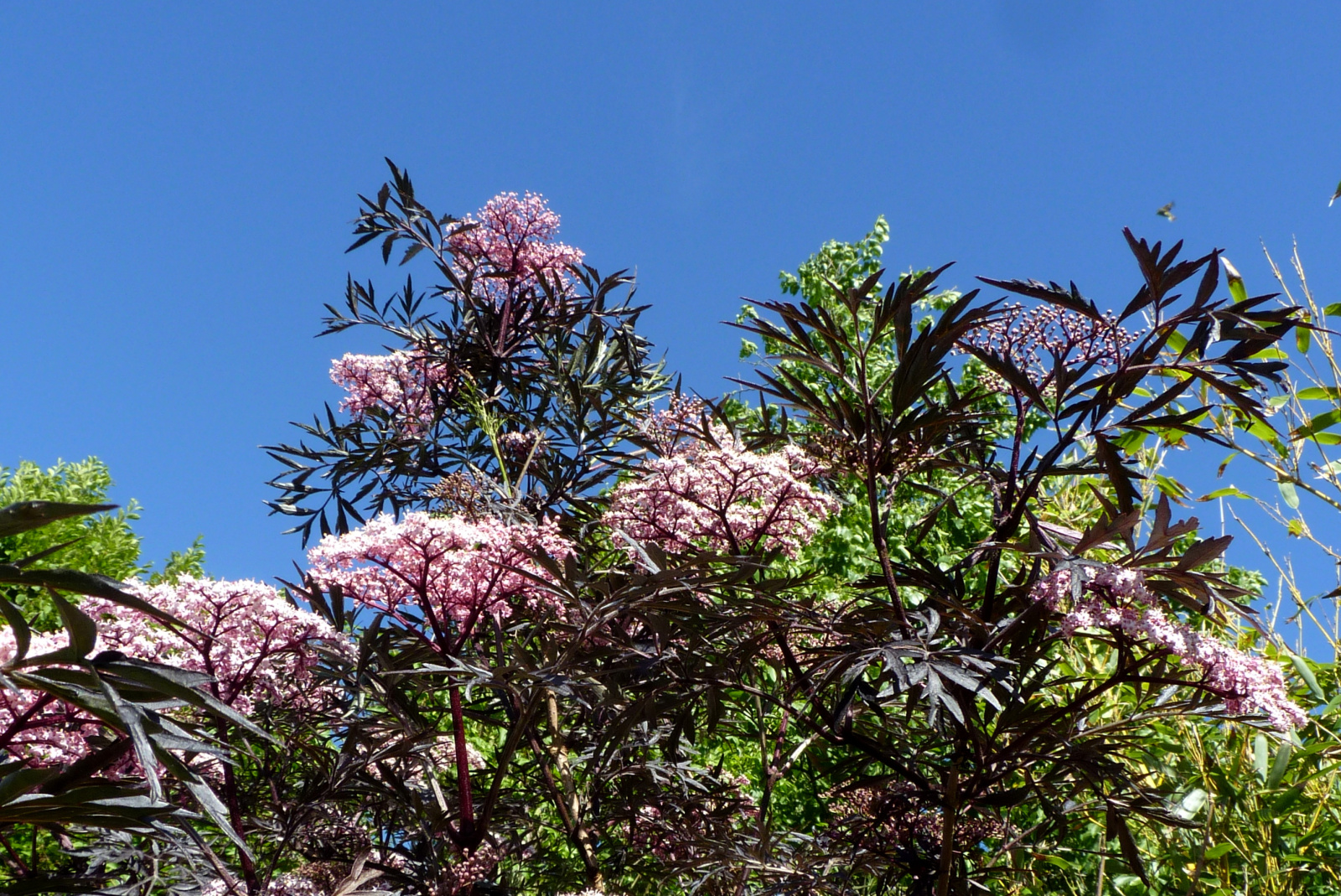 P1160936.JPG
