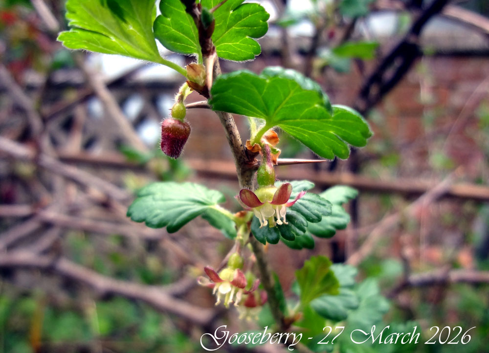 Gooseberry-flower-March-202.jpg