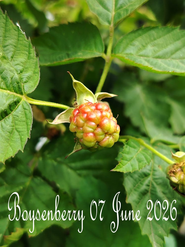 boysenberry-07-june-2026.jpg