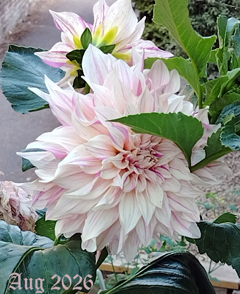 Dahlia-CafeB-Aug-2026.jpg