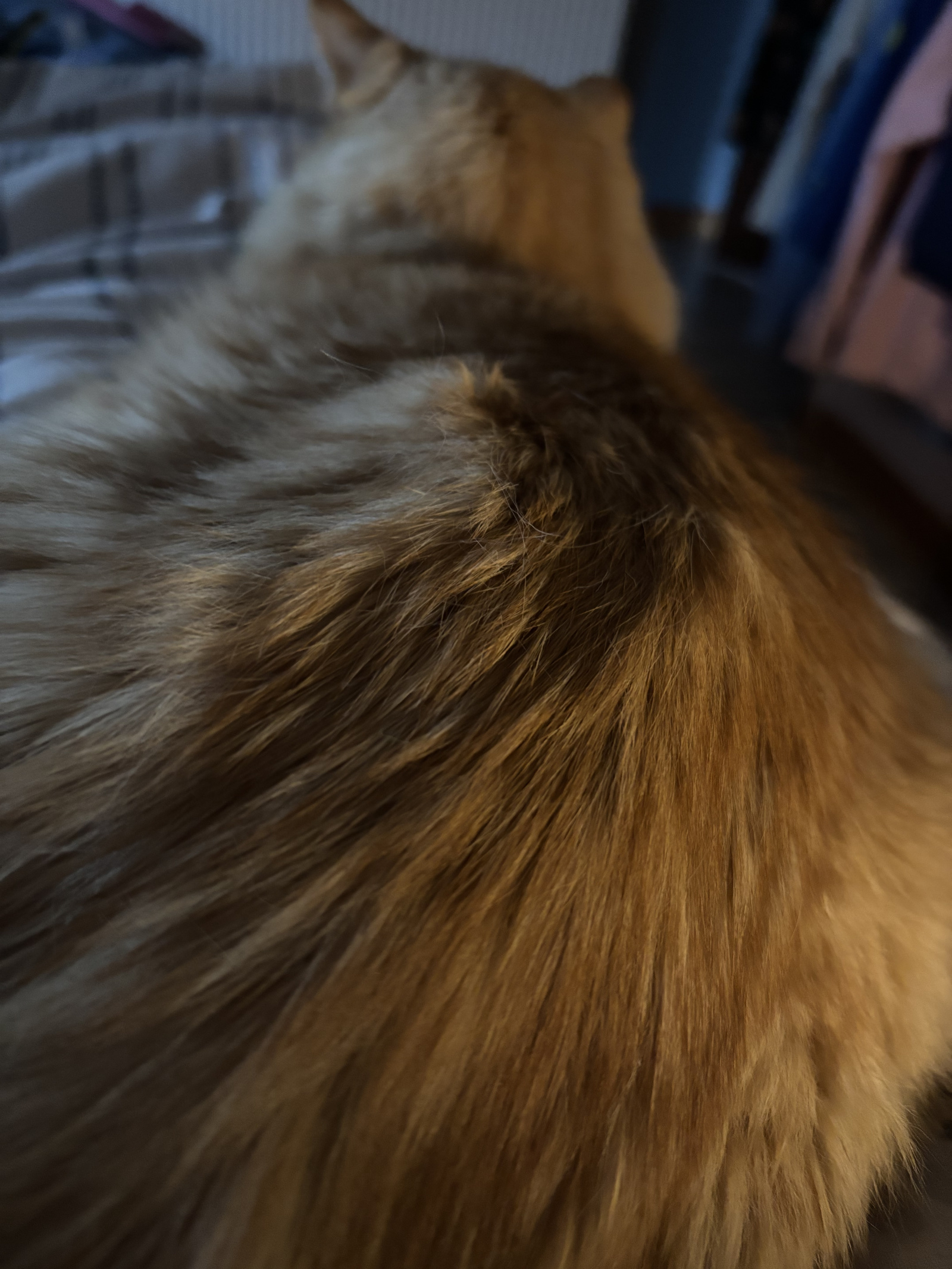 Image: https://us-noi.v-cdn.net/6031891/uploads/editor/ez/fvayh9k4345l.jpeg