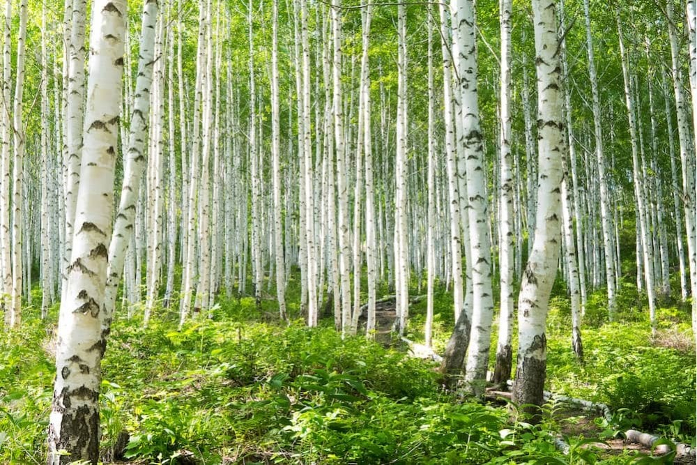 Image: https://us-noi.v-cdn.net/6031891/uploads/editor/he/p88tu5caek10.jpg