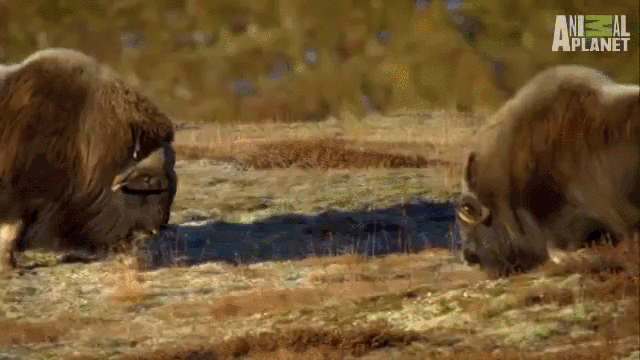 Image: https://us-noi.v-cdn.net/6031891/uploads/editor/pd/fvh60j7djagw.gif