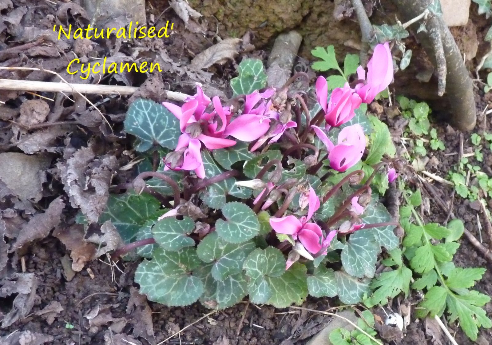 Image: https://us-noi.v-cdn.net/6031891/uploads/editor/xg/lr8xlda3awuj.jpg