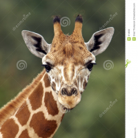 DizzyGiraffe