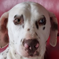 SpottyMummy
