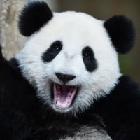 BIG_PANDA