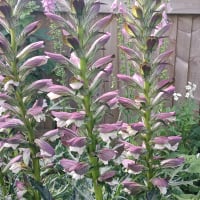 foxgloves