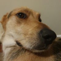 Rumpus