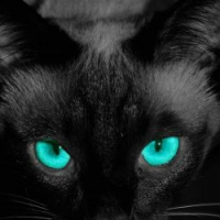 NightKitty