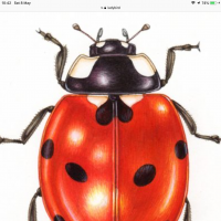 ladybug_lottie