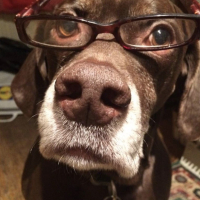 barkinghound