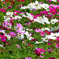Cosmos1234
