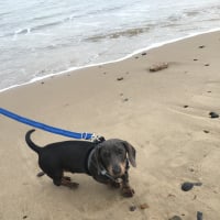 Doxidog