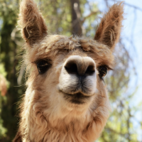 FriendlyLlama