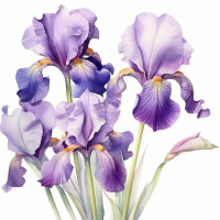 LillacIris