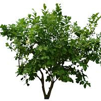 HansOndabush