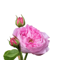 ThriftyRose