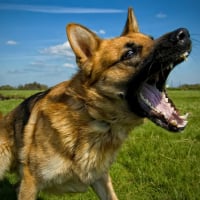 BarkingDog