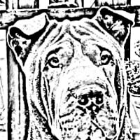 sharpei65