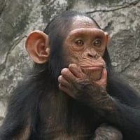 Monkeyboy2019